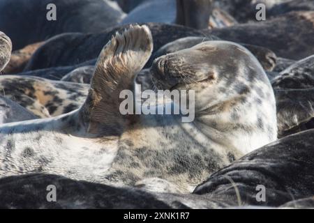 Foche grigie, Halichoerus grypus, foto umoristica di un flipper ondulato tra molti riuniti sulla spiaggia per muta, Norfolk. Horsey Gap, Regno Unito, maggio Foto Stock