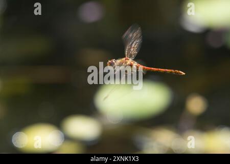 La libellula di darter comune, Sympetrum striolatum, sorvolando un laghetto di animali selvatici con acqua frizzante e foglie di giglio, Regno Unito, luglio Foto Stock