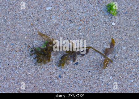 Le alghe sulla spiaggia. Foto Stock