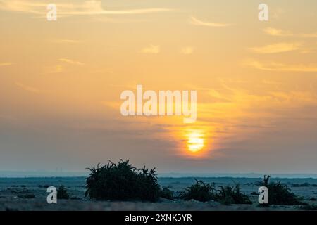 Alba nel deserto del Qatar. Vista panoramica del deserto mattutino. Foto Stock