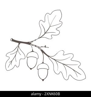 Ramo di quercia con foglie e ghiande, disegno del contorno. Illustrazione vettoriale Illustrazione Vettoriale