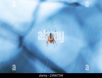 Croce ragno sulla sua ragnatela di globo su sfondo blu Foto Stock