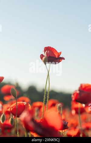 Poppy Field Bloom Flower Closeup: Un singolo fiore di papavero rosso si erge alto in un campo di papaveri, mostrando la bellezza della natura. Foto Stock
