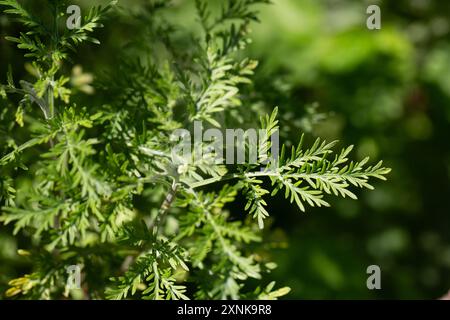 Il legno di Wormwood (Artemisia vulgaris) cresce selvaggio in giardino Foto Stock