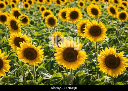 Un fitto campo di girasoli a Burgos, in Spagna, che mostra le vibranti fioriture gialle e le lussureggianti foglie verdi sotto il limpido cielo estivo Foto Stock