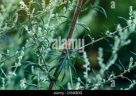 Piccolo insetto di coccinella rossa su uno stelo verde Foto Stock