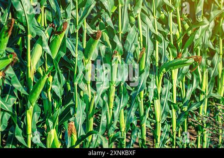 Giovani orecchie di mais non mature sul campo, sui gambi Foto Stock