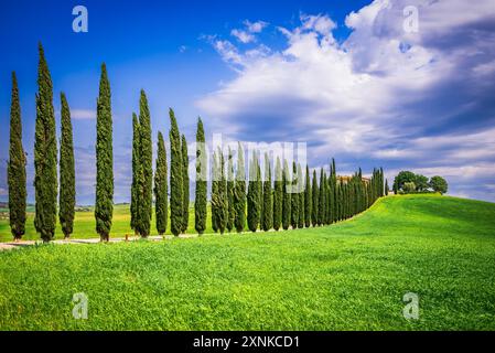 Toscana, Italia. Tipico paesaggio toscano, filari di cipressi nella stagione primaverile, luce mattutina. Foto Stock
