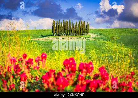 Val d'Orcia, Toscana. Cerchio dei cipressi a San Quirico d'Orcia, splendido paesaggio primaverile toscano, famoso luogo di viaggio in Italia. Foto Stock