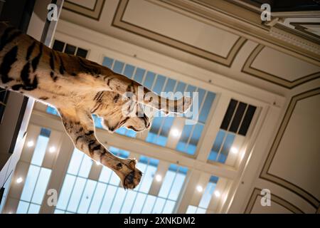 WASHINGTON DC, Stati Uniti: Una tigre tassellata in mostra allo Smithsonian National Museum of Natural History di Washington DC. La mostra fa parte della vasta collezione di animali conservati del museo, che mostra la bellezza e la diversità della fauna selvatica della Terra. Il Museo Nazionale di storia naturale, situato sul National Mall, è uno dei musei di storia naturale più visitati al mondo. Foto Stock