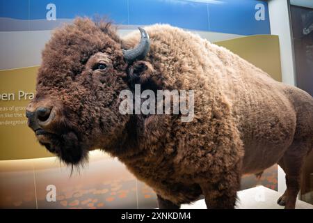 WASHINGTON DC, Stati Uniti — una mostra di bisonti americani allo Smithsonian National Museum of Natural History di Washington DC. Il museo, situato nel National Mall, ospita ampie collezioni di campioni di storia naturale e manufatti. Il bisonte americano, noto anche come bufalo, è un simbolo iconico del West americano ed era quasi estinto. Foto Stock