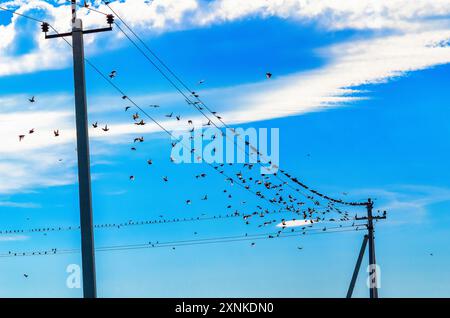 Lo stormo di uccelli vola da fili elettrici in un campo Foto Stock