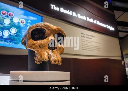 WASHINGTON DC, Stati Uniti — Un cranio in mostra alla David H. Koch Hall of Human Origins nello Smithsonian National Museum of Natural History di Washington DC. La mostra mostra mostra l'evoluzione umana attraverso fossili, ricostruzioni e mostre interattive. Questa mostra permanente esplora le origini e lo sviluppo degli esseri umani nel corso di milioni di anni. Foto Stock