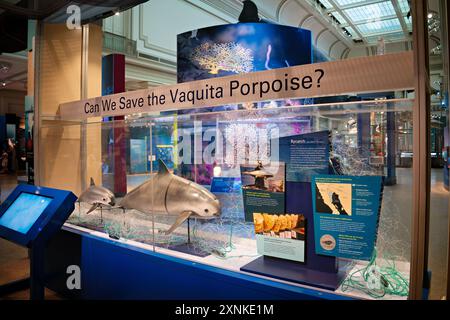 WASHINGTON DC, Stati Uniti — il 'possiamo salvare la Vaquita Porpoise?' Mostra allo Smithsonian National Museum of Natural History, che mette in evidenza lo stato critico in pericolo del cetaceo più piccolo del mondo. Questo spettacolo educa i visitatori sugli sforzi urgenti per la conservazione della vaquita nel suo golfo nativo della California e sulle sfide affrontate nel preservare questa specie marina unica. Foto Stock