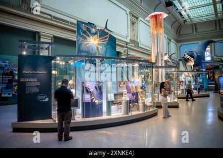 WASHINGTON DC, Stati Uniti — la mostra Ocean Biodiversity Exhibit presso lo Smithsonian National Museum of Natural History di Washington DC. La mostra mostra mostra la variegata vita marina e gli ecosistemi che si trovano negli oceani del mondo. Presenta esposizioni interattive, informazioni educative e esemplari che evidenziano vari aspetti della biodiversità oceanica e degli sforzi di conservazione. Foto Stock