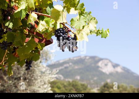 Un mucchio di uva matura del sud su uno sfondo montano. Paesaggio estivo dei paesi meridionali. Orizzontale. Foto Stock