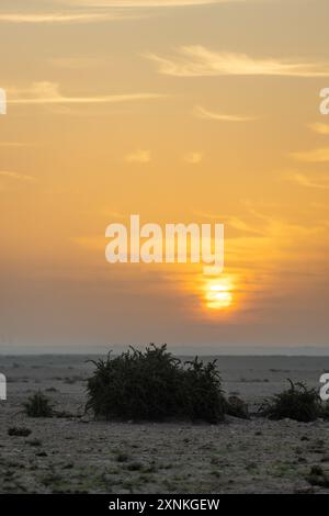 Cespugli sparsi sulle dune di sabbia dorata all'ora d'oro con un bel sole dorato, dessert, medio Oriente, golfo, Qatar Foto Stock