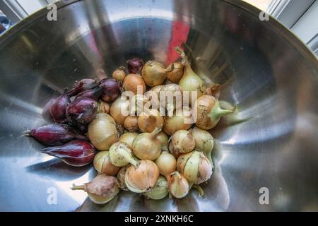 le cipolle rosse e gialle fresche si trovano in un recipiente di acciaio Foto Stock