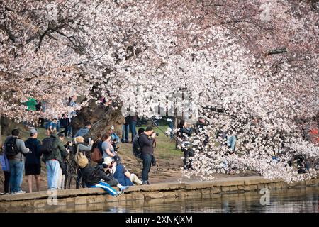 WASHINGTON DC - i ciliegi sono in piena fioritura lungo il bacino delle maree, dove folle di visitatori e fotografi si radunano durante la primavera. Questi alberi, al centro dell'annuale National Cherry Blossom Festival, sono stati donati per la prima volta dal Giappone nel 1912. Foto Stock