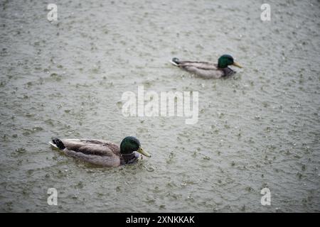 WASHINGTON D.C., Stati Uniti: Due anatre maschili nuotano sulle acque ondulate dalla pioggia del bacino delle maree a Washington DC durante un forte acquazzone. Il loro vivace piumaggio contrasta con l'atmosfera grigia e piovosa, mostrando la resilienza della fauna selvatica urbana in diverse condizioni meteorologiche. Foto Stock