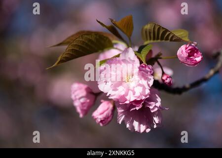 Kwanzan Cherry Blossoms a Washington DC / WASHINGTON DC - Un gruppo di fiori rosa di ciliegio Kwanzan fiorisce nell'East Potomac Park. Questa varietà, che in seguito fiorì, è nota per i suoi fiori pieni e a doppio petalo e appare tipicamente dopo la fioritura dei ciliegi Yoshino intorno al bacino delle Tidal. Foto Stock