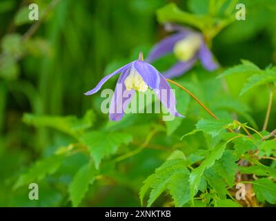 Primo piano di una Clematis alpina (Clematis alpina) nelle Alpi austriache, giorno nuvoloso in estate Foto Stock