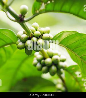 Chicchi di caffè sul ramo. Caffè robusta Foto Stock