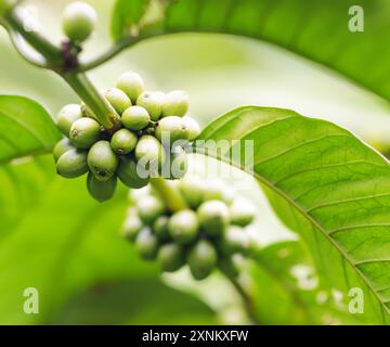 Chicchi di caffè sul ramo. Caffè robusta Foto Stock