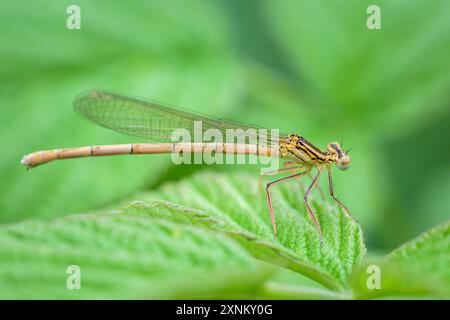 Una damselfly blu Platynemis pennipes che poggia su un'erba, Austria Goldegg Austria Foto Stock