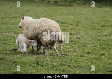 Due nuovi Lambs nati che si nutrono della loro madre Ewe. Foto Stock