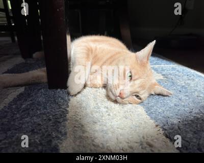 Un grande gatto maschile di colore buff con le orecchie schiena e gli occhi verdi aperti, contempla la sua prossima mossa, mentre si crogiola in una scatola illuminata dal sole sul tappeto. Foto Stock