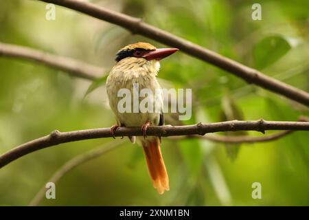 Il Sulawesi lilac kingfisher (Cittura cyanotis) è una specie di kingfisher del genere Cittura, che si trova nell'isola indonesiana di Sulawesi Foto Stock