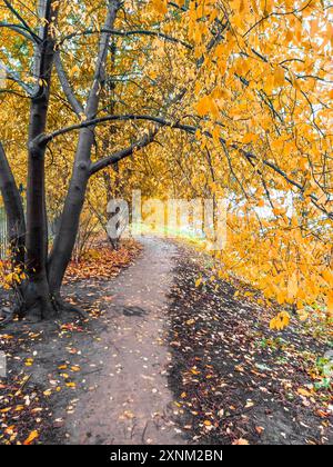 Un arco di alberi gialli e arancioni cadono sul sentiero. Affall autunnale. Foto Stock