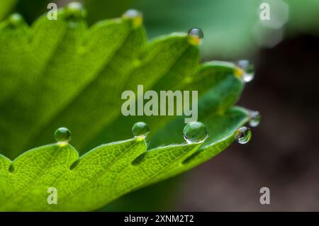 Foglia di fragola verde con scintillanti gocce di rugiada che ricordano una collana di perle, foto macro dettagliata. Foto Stock