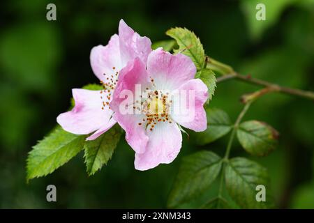 Fiori di rosa canina che crescono in natura nel West Sussex, Regno Unito, giugno 2024 Foto Stock