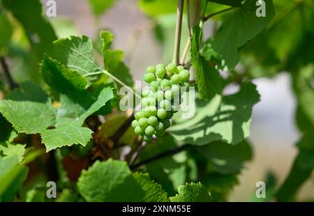 Dresda, Germania. 1 agosto 2024. Le uve del secondo germoglio sono visibili su un vitigno di Pinot Gris nel vigneto del viticoltore Klaus Zimmerling a Pillnitz. Crediti: Robert Michael/dpa/Alamy Live News Foto Stock