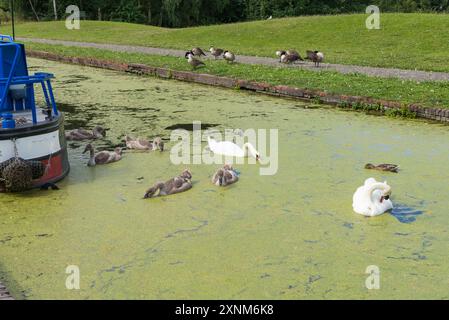 I cigni e i loro giovani nuotano attraverso le erbacce d'anatra sul Dudley Canal a Windmill End Junction nella Black Country, West Midlands Foto Stock