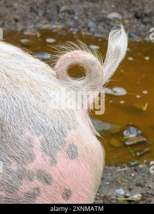 La coda riccia di maiale domestica Sus scrofula in un'aiuola Foto Stock