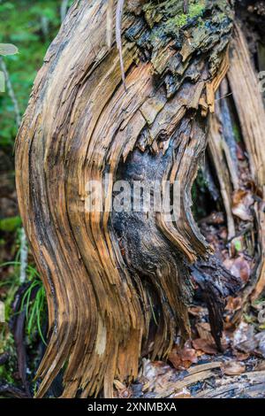 Un tronco di albero maledetto che è stato danneggiato da un fulmine a un certo punto, Bourg d'Oisans, Alpi francesi. Foto Stock