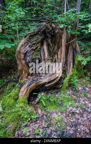 Un tronco di albero maledetto che è stato danneggiato da un fulmine a un certo punto, Bourg d'Oisans, Alpi francesi. Foto Stock