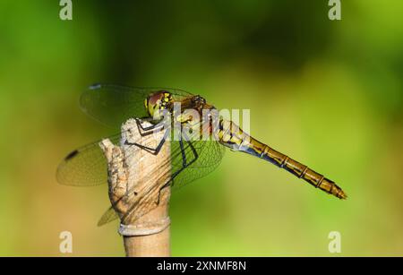 Femmina Common Darter Dragonfly arroccata sul bastone. Foto Stock