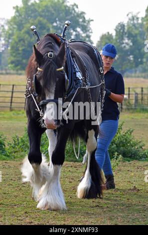 Shire Horse che cammina sulle redini con un'addestratrice Foto Stock