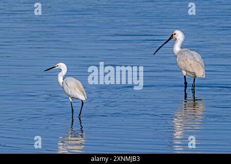 Piccola egret (Egretta garzetta) e cucchiaio eurasiatico / cucchiaio comune (Platalea leucorodia) adulti in piumaggio riproduttivo in acque poco profonde in estate Foto Stock