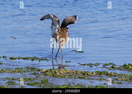 Curlew eurasiatico / Curlew comune (Numenius arquata) che mostra la parte inferiore bianca delle ali mentre si forgia in acque poco profonde in pianura fangosa in estate Foto Stock