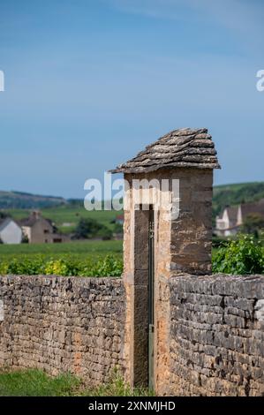 Vigneti verdi di clos circondati da mura intorno al villaggio di Puligny-Montrachet, Borgogna, Francia. Vino bianco secco di alta qualità ottenuto da uve Chardonnay su Grand cr Foto Stock