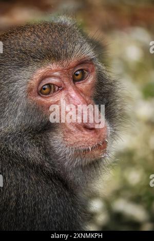 Un ritratto ravvicinato di una scimmia Macaque di roccia taiwanese Foto Stock