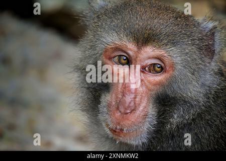 Primo piano ritratto di una scimmia macaca di roccia taiwanese. Foto Stock