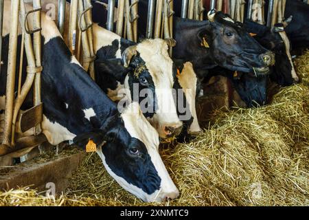 Fabricacion artesanall de queso Binibeca de Jaume Pons - denominacion de origen Mahon artesano- finca Alcaiduset, Alaior, Menorca, Islas Baleares, es Foto Stock