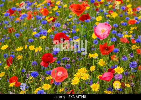 Un prato di fiori selvatici nelle Cotswolds. Inghilterra. Foto Stock