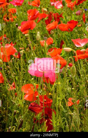 Foto in verticale di papaveri in un prato di fiori selvatici nelle Cotswolds. Inghilterra. Foto Stock